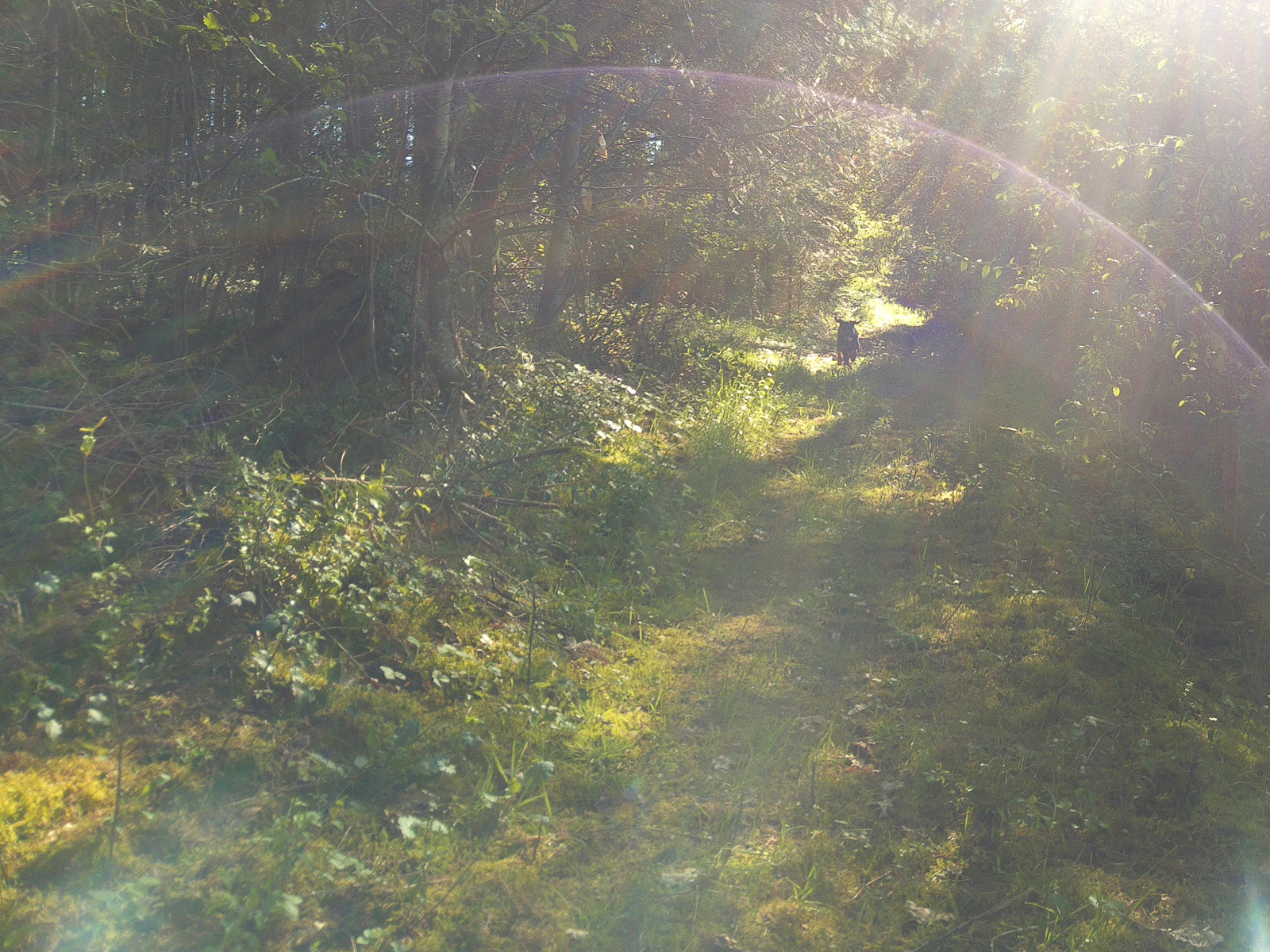A walk with my dog