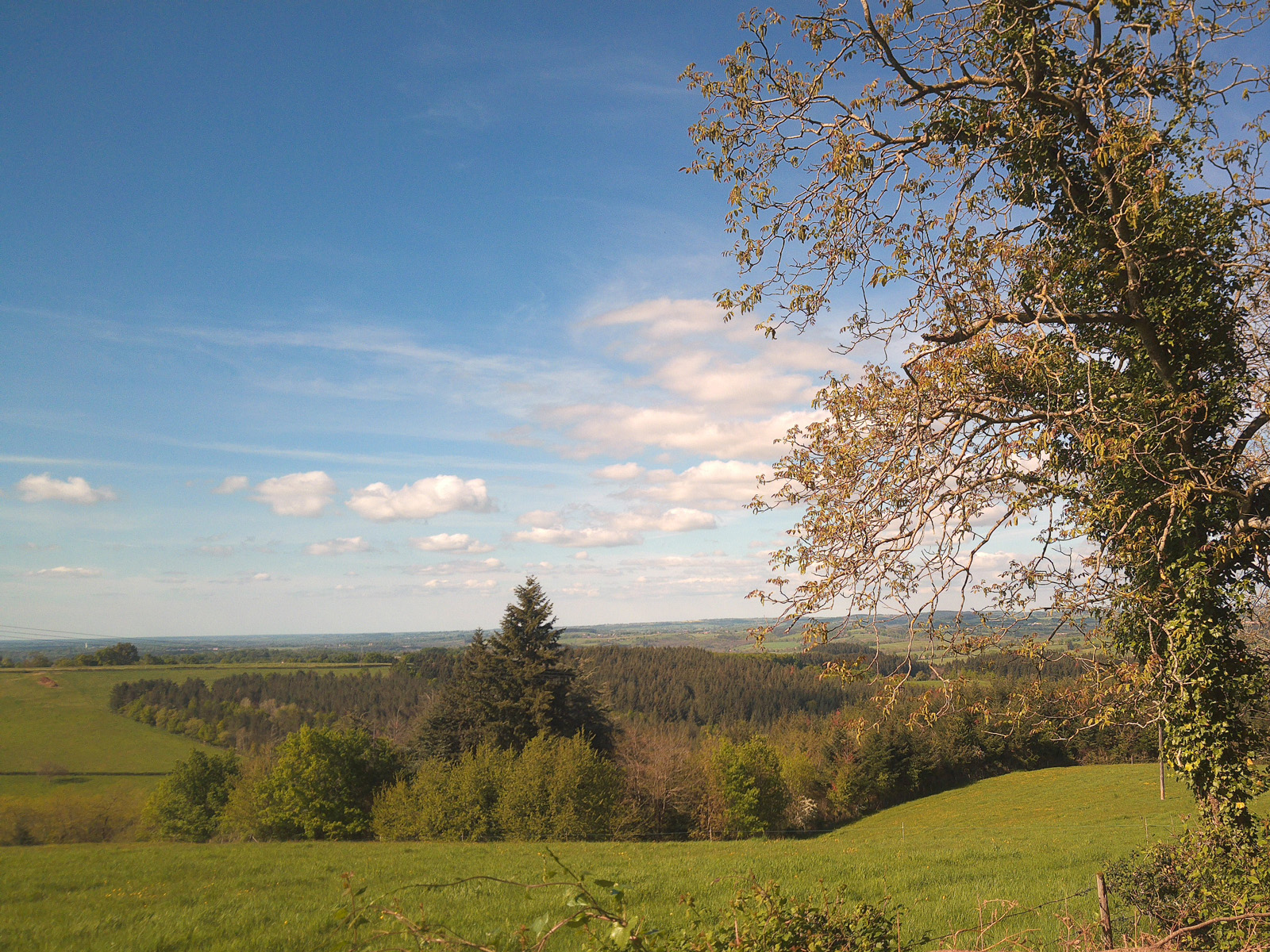 A walk with my dog