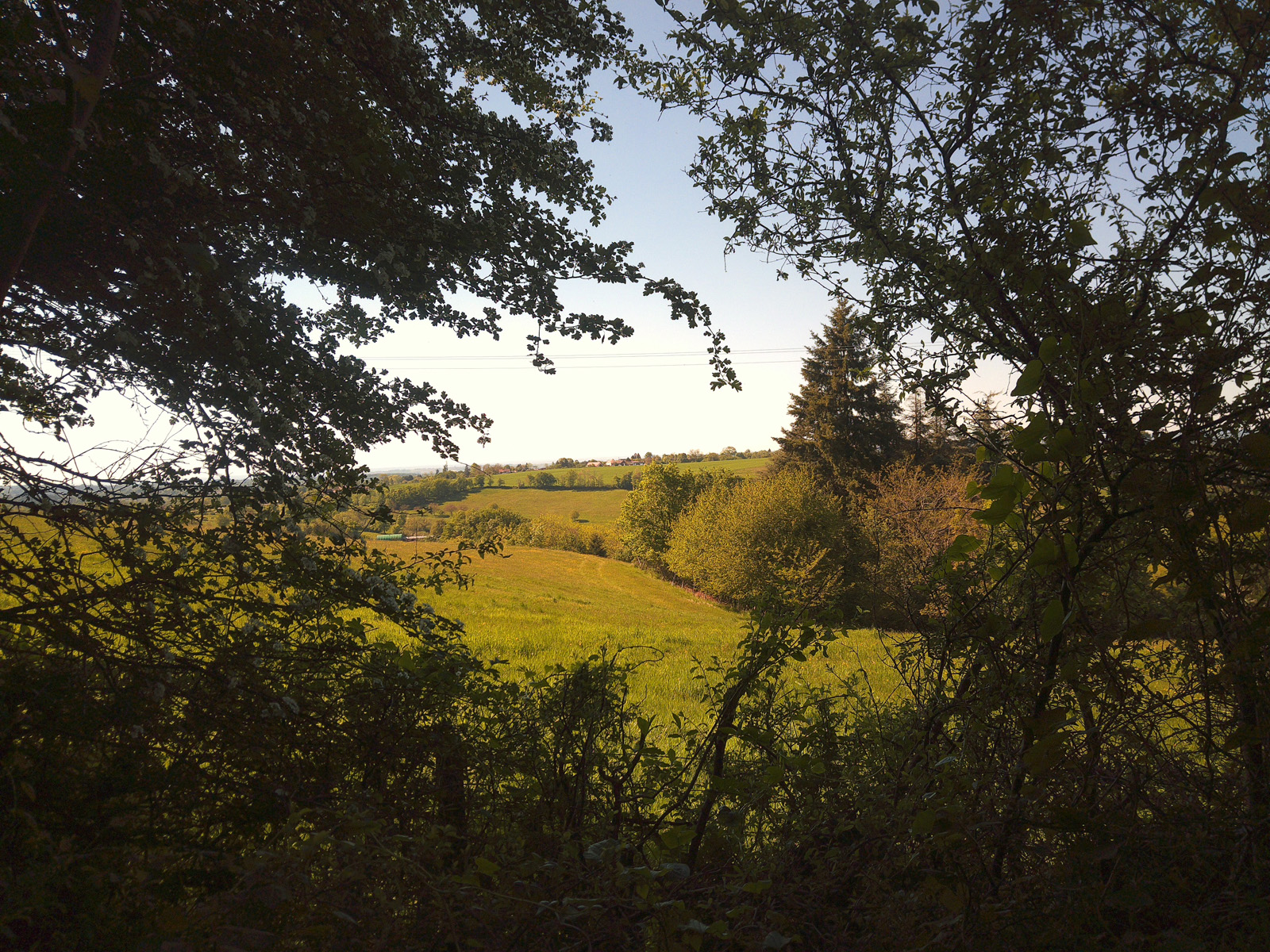 A walk with my dog