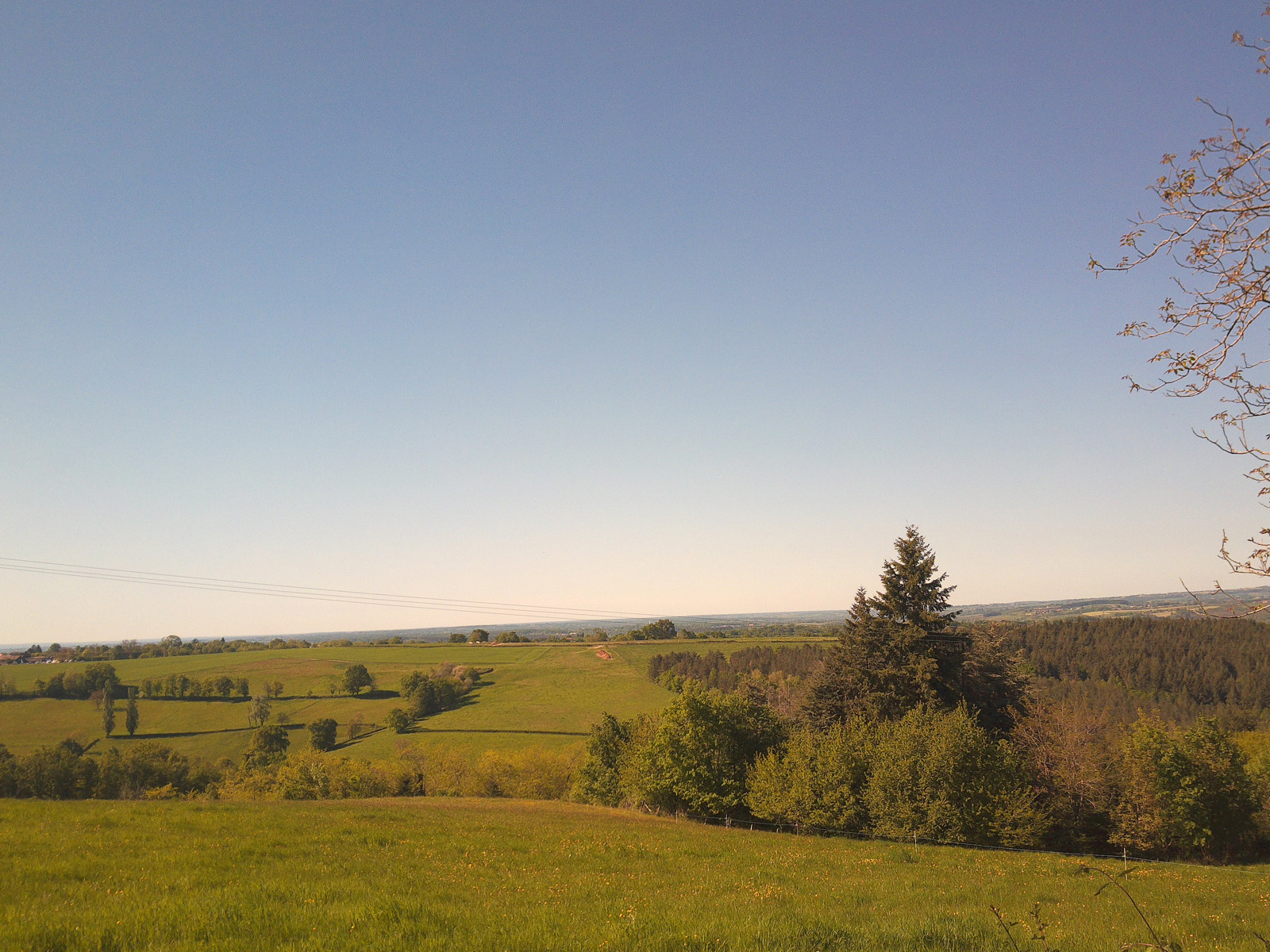 A walk with my dog
