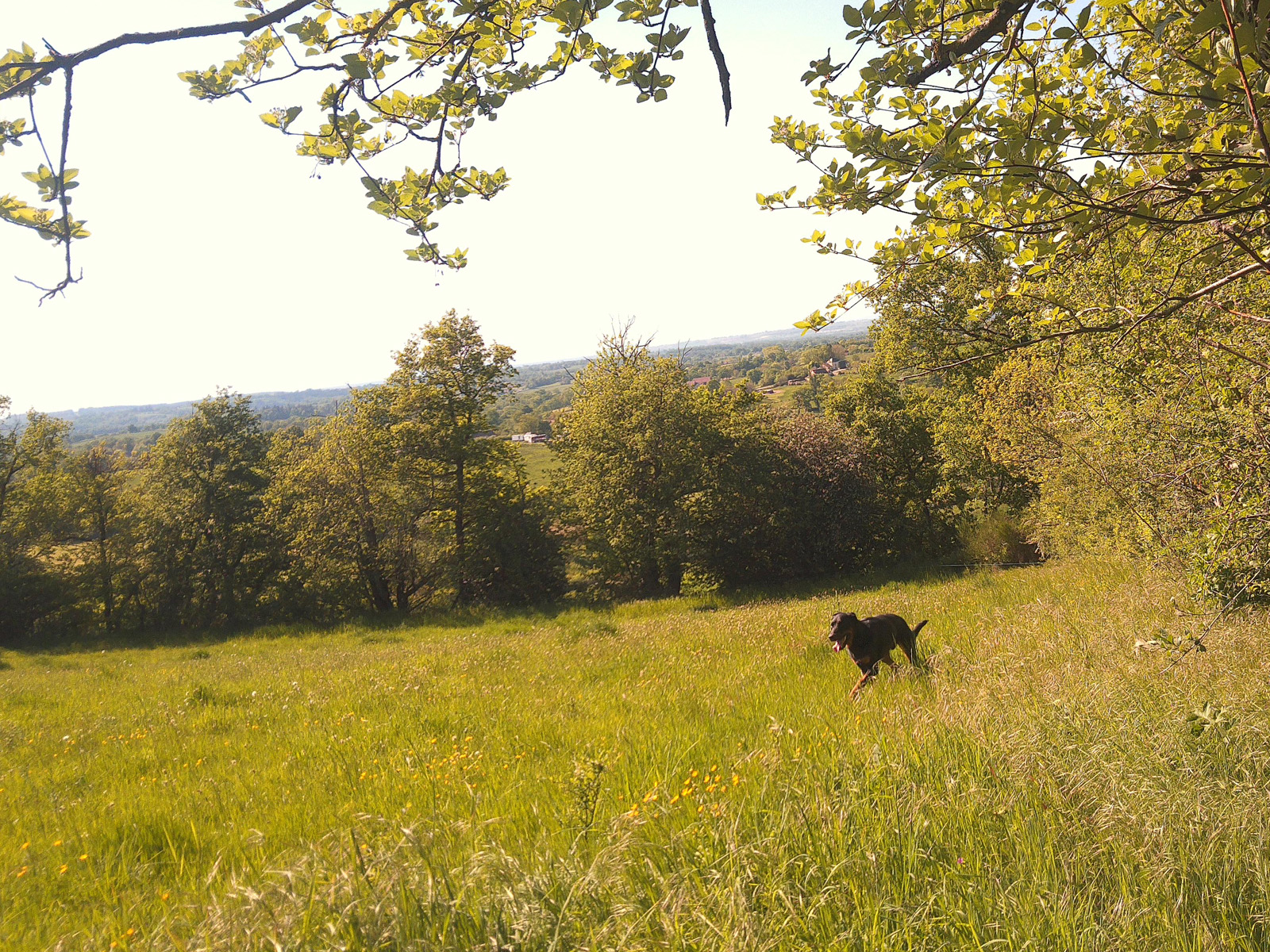 A walk with my dog