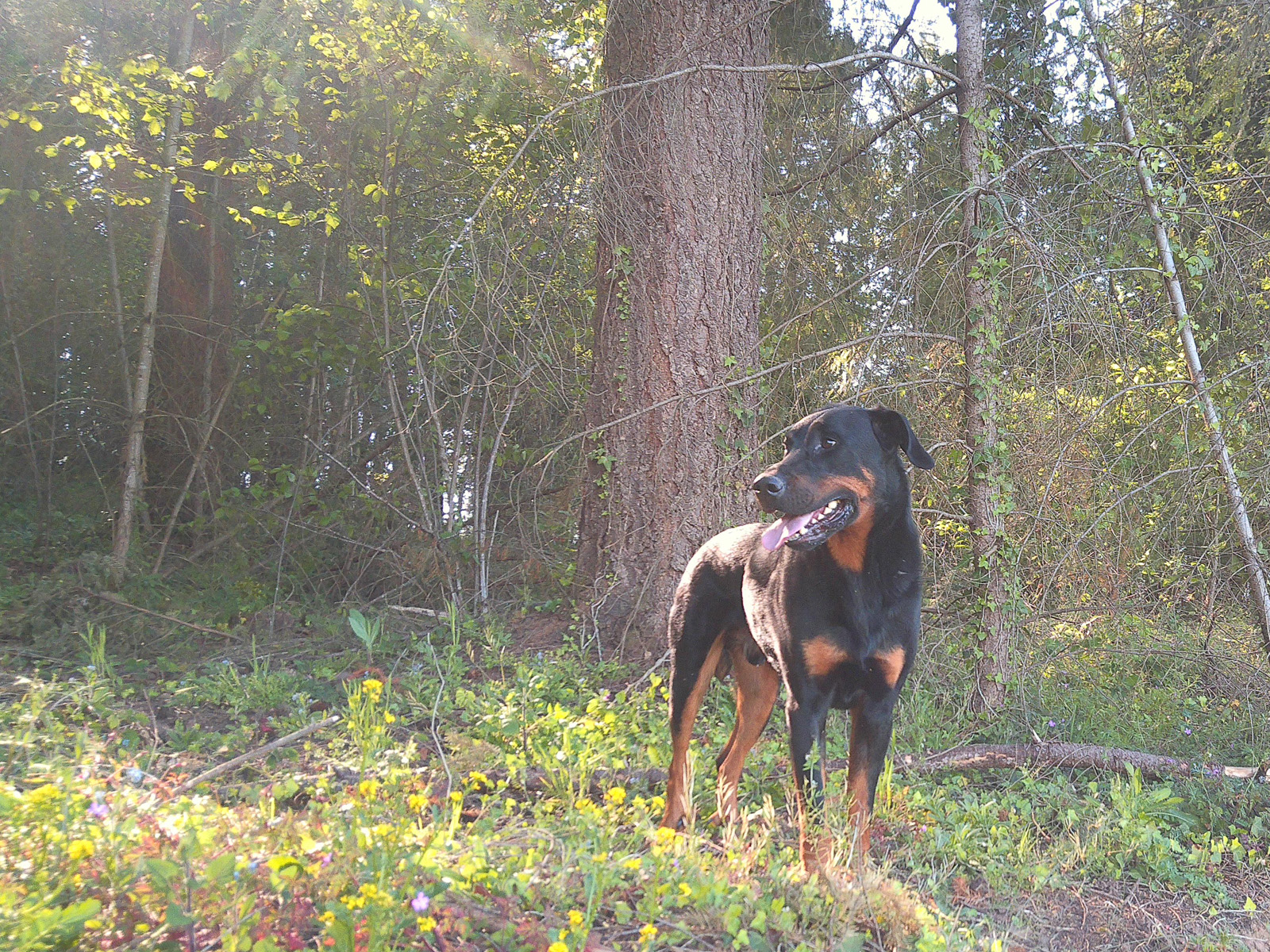 A walk with my dog