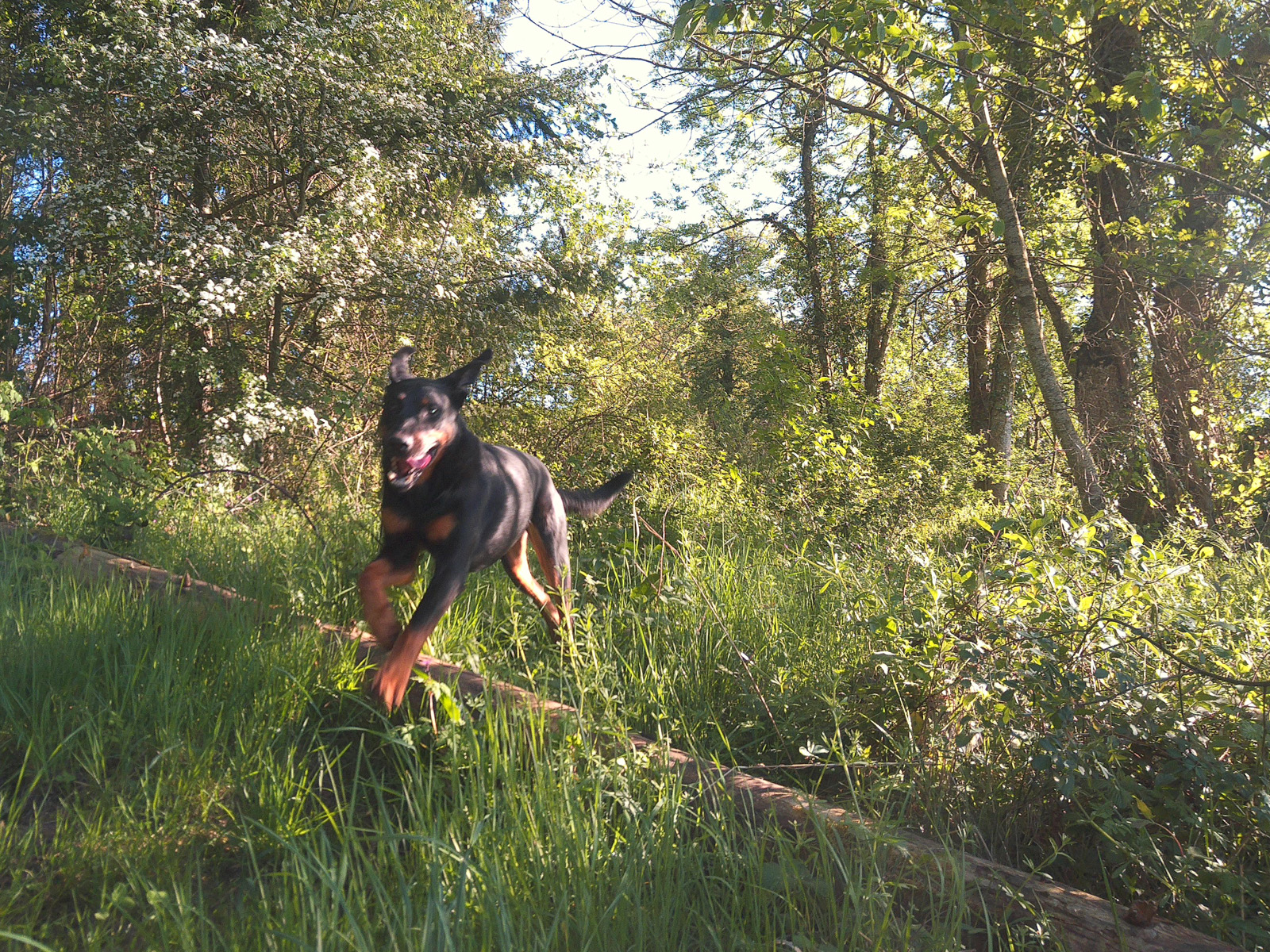 A walk with my dog