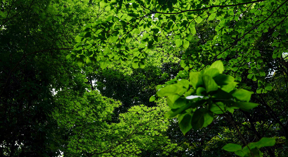 A tree in a forest